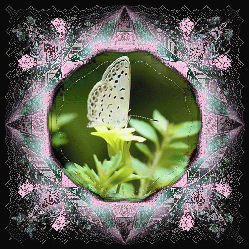 b0133752_22553985.gif