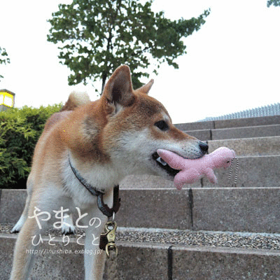 a0286855_6354062.gif