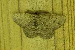 c0369491_11365496.jpg
