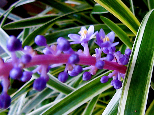 a0164011_10365334.jpg