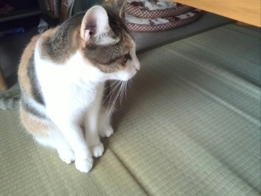 c0194042_10470110.jpg