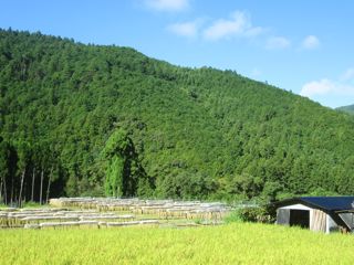 a0054948_1001948.jpg