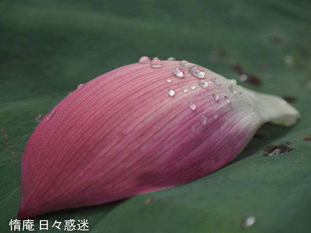 e0346064_18491524.gif