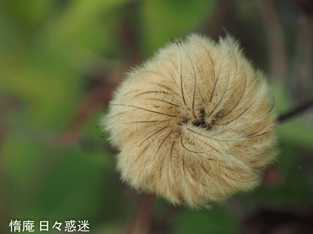 e0346064_18503276.gif