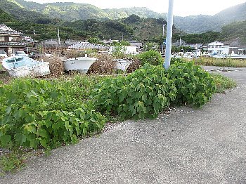 f0003283_11092395.jpg
