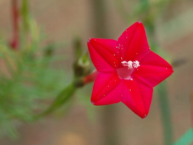 縷紅草 ルコウソウ 花の仲間調べ