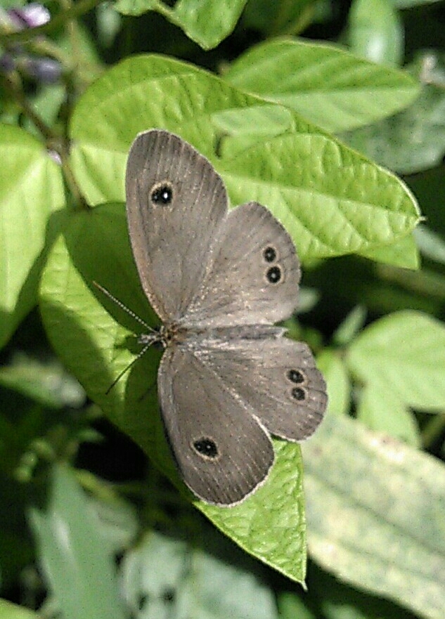 a0018655_14382239.jpg
