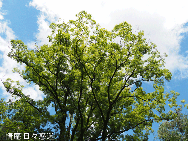 e0346064_14165747.gif