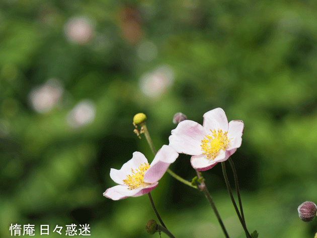 e0346064_14171867.gif