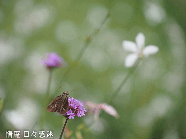 e0346064_14172741.gif