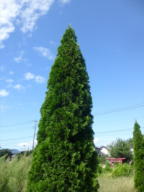 d0028665_18360104.jpg