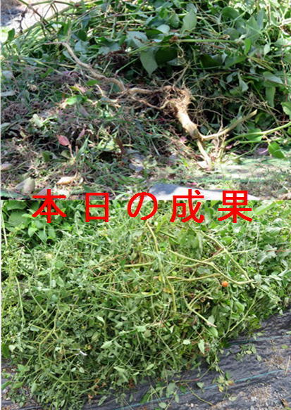 f0003174_14154857.jpg