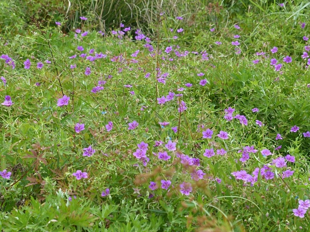 f0357487_21472027.jpg