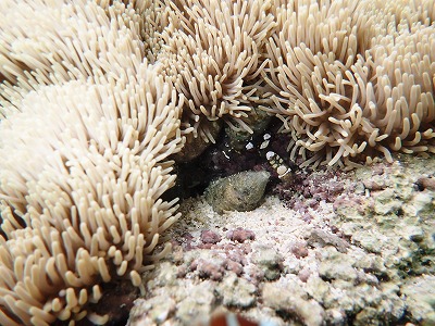 f0338188_826159.jpg