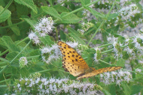 b0169292_21144100.jpg