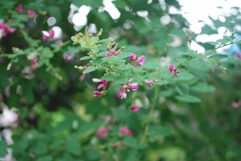 e0025300_2134120.jpg