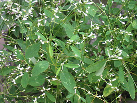 d0046702_7583211.jpg
