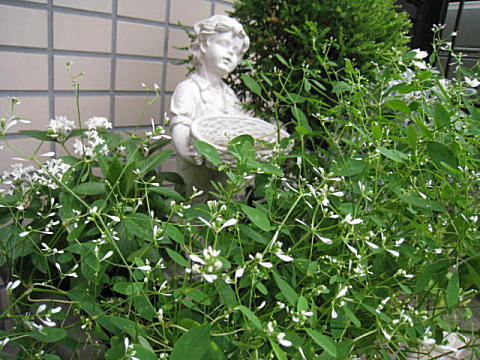 d0046702_758531.jpg