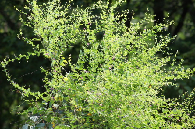 f0327308_07354602.jpg