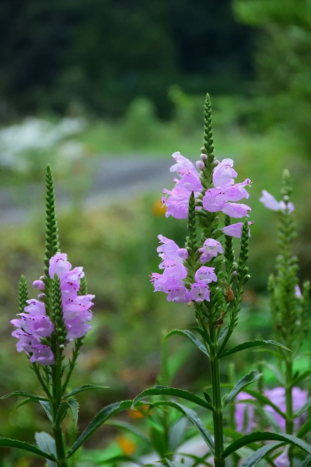 c0114833_1126324.jpg
