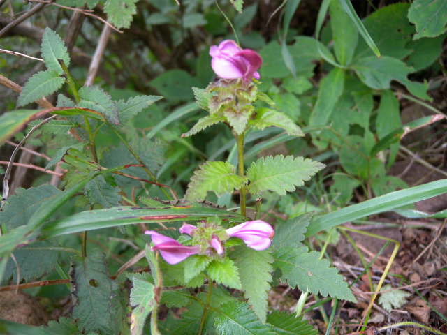 e0272335_20322613.jpg