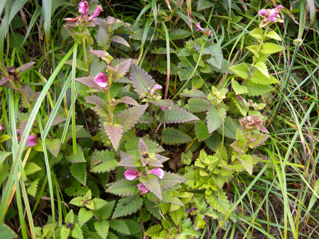 e0272335_20325195.jpg