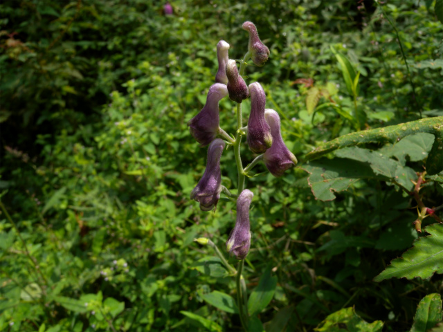 e0272335_20451167.jpg
