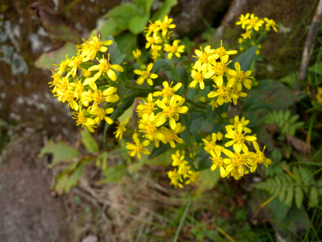 e0272335_2054127.jpg