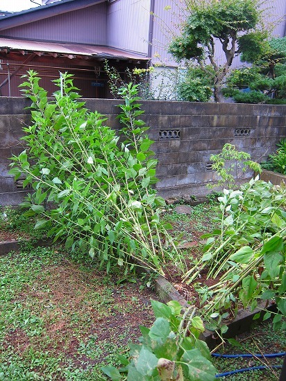 c0327752_10131390.jpg