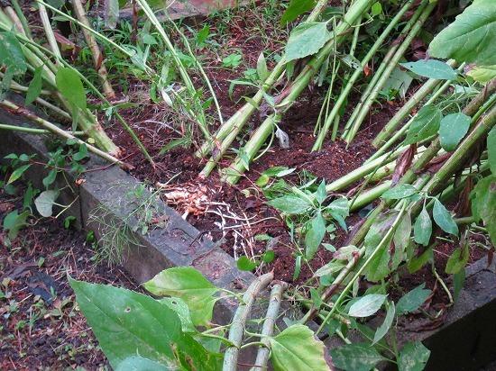 c0327752_10163066.jpg
