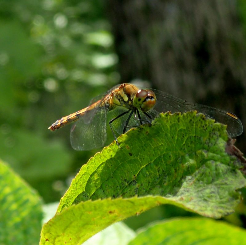 c0183777_20193890.jpg
