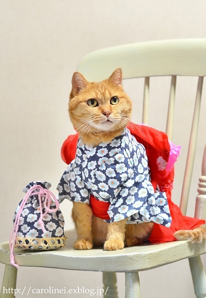 猫だって浴衣が着たい♪2016　　Cat's Yukata 2016-an informal cotton kimono for summer - お茶の時間にしましょうか－キャロ＆ローラのちいさなまいにち－　Caroline & Laura's tea break