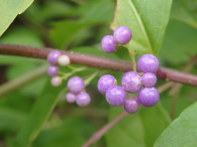 a0054240_2044445.jpg