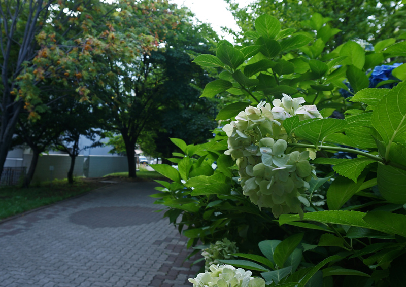 a0112747_23232637.jpg