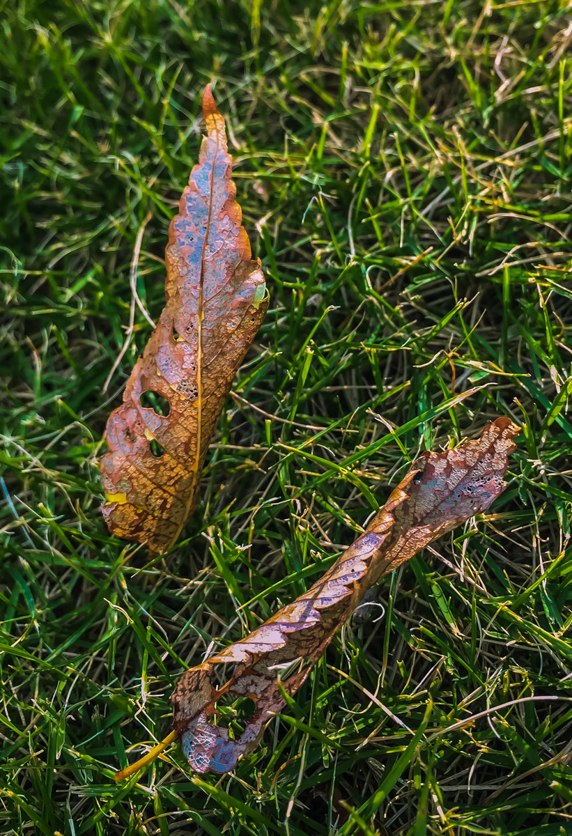 a0301676_17520938.jpg