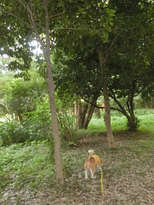 a0319693_8482728.jpg