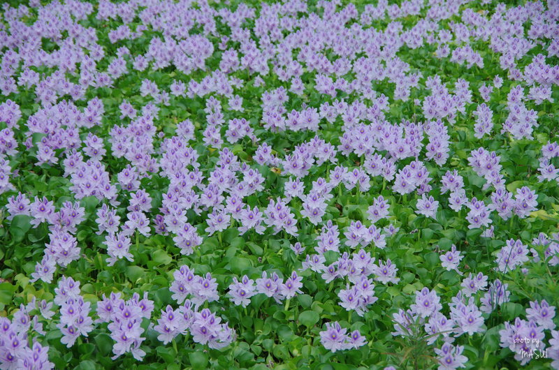 d0342307_09343606.jpg