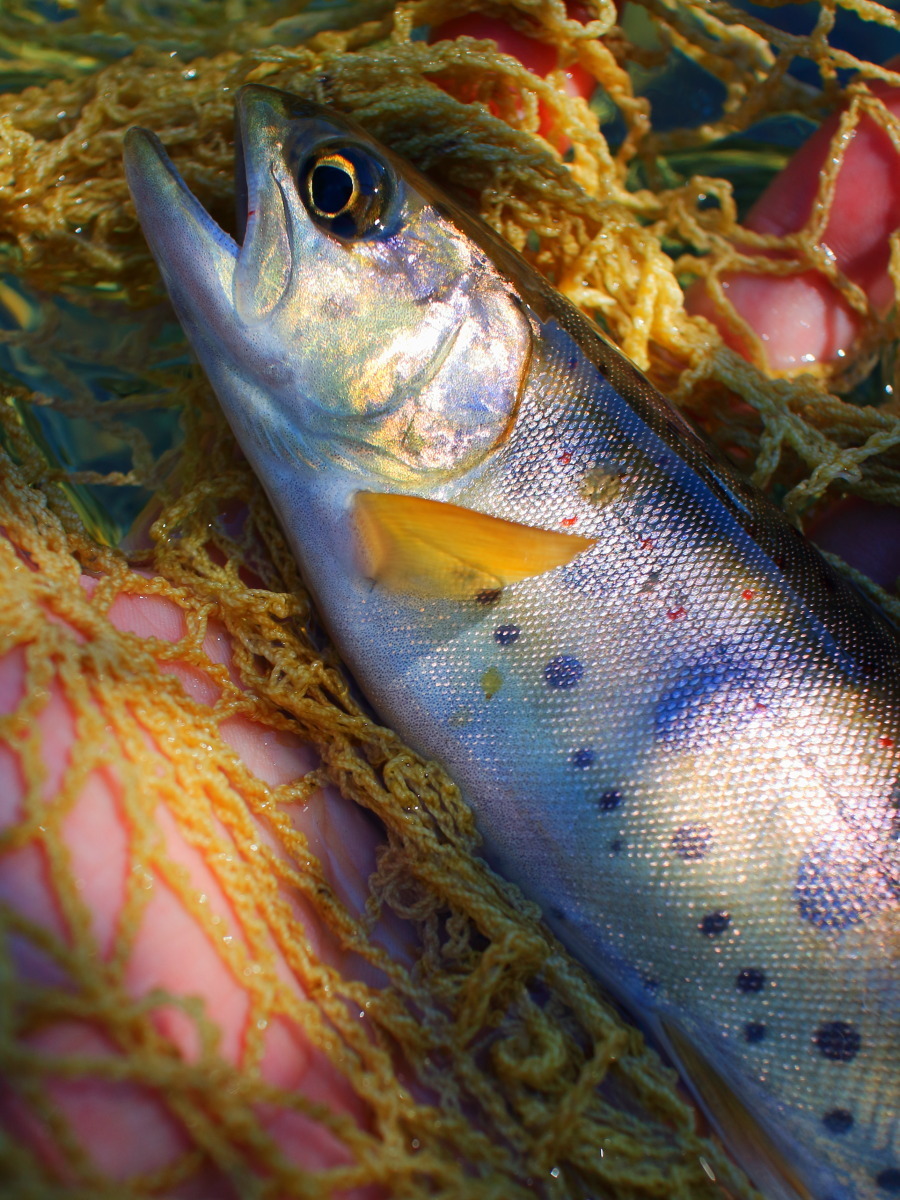 e0009009_22355220.jpg