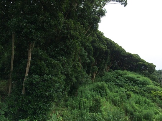 c0114110_1384219.jpg