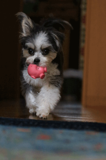 c0145250_11065245.gif