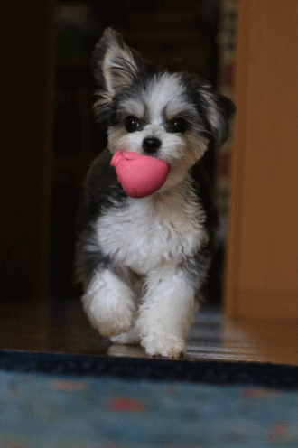 c0145250_11072746.gif