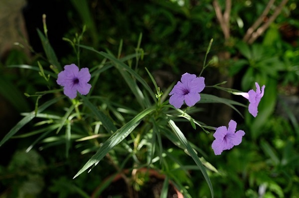 e0225164_07511576.jpg