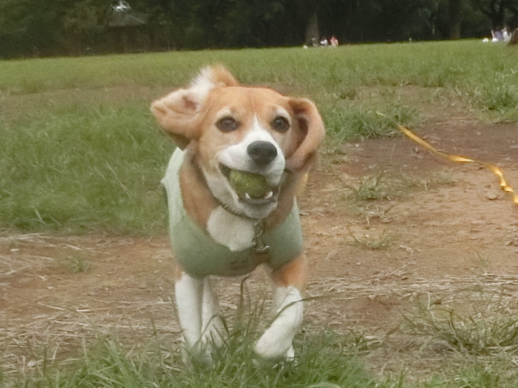 a0319693_742406.jpg