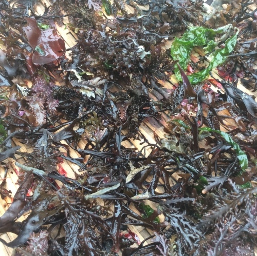 b0110999_20033155.jpeg