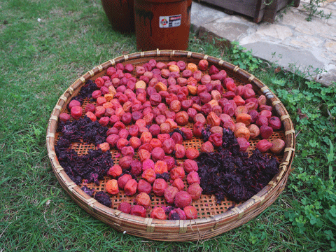 b0162000_7205251.gif