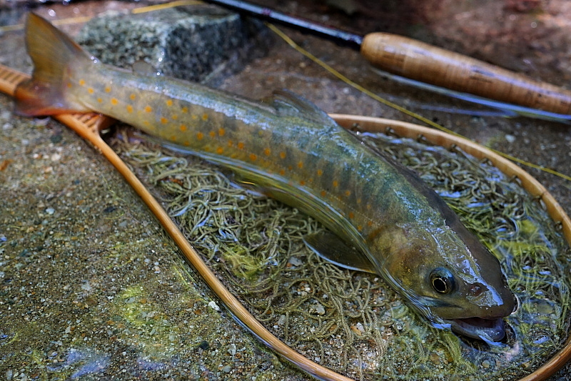 c0339900_1538399.jpg