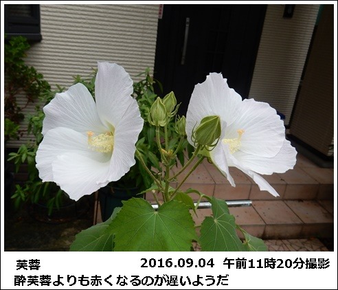 e0033229_17312931.jpg