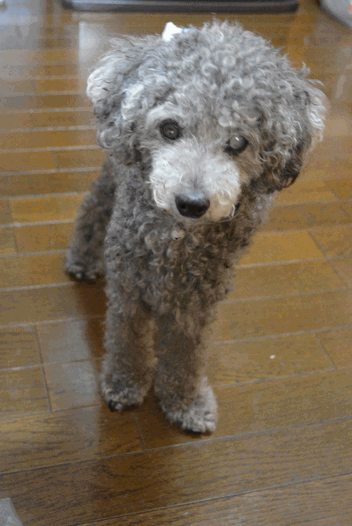 c0136736_11383416.gif