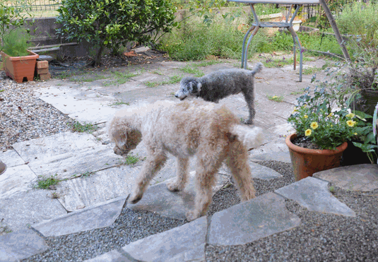 c0136736_11493357.gif
