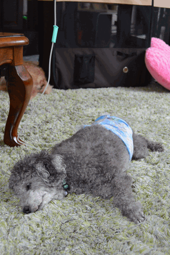 c0136736_114947.gif
